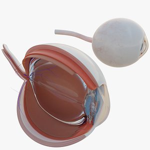 Realistic Human Eye with Section