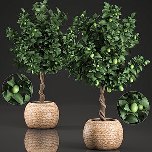 decorative lime tree interior 3D
