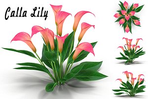 obj calla lily