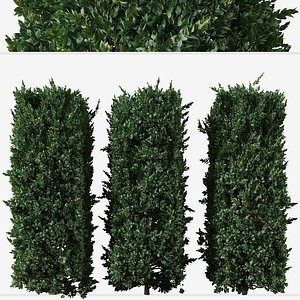 3D Set of Prunus caroliniana or Cherry laurel Tree model