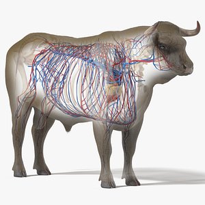 Bull Body, Skeleton and Vascular System Static 3D model