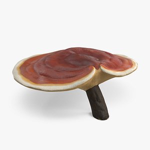 Ganoderma Steyaertanum Mushroom 3D model