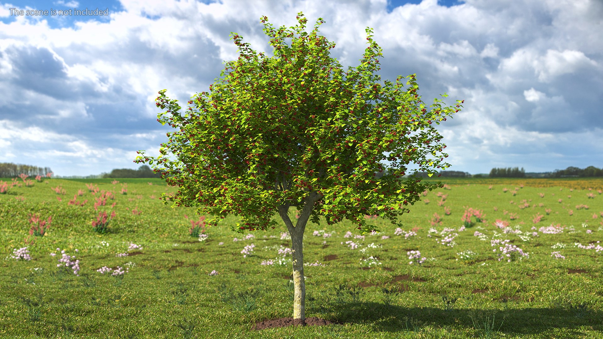 Cockspur Hawthorn With Berries Model - TurboSquid 1818371