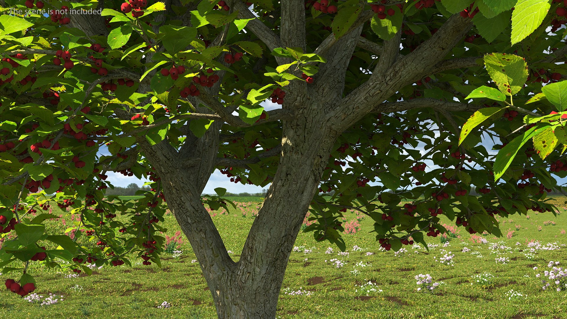 Cockspur Hawthorn With Berries Model - TurboSquid 1818371