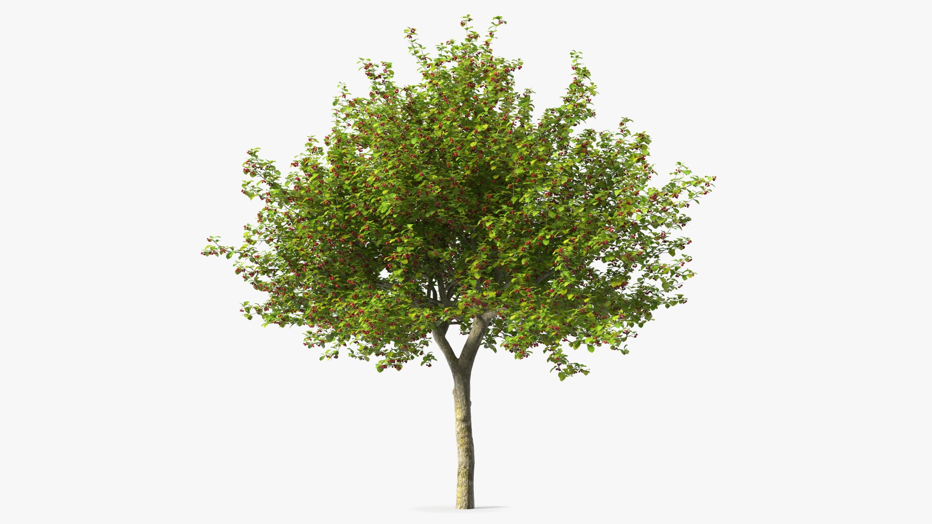 Cockspur Hawthorn with Berries 3D model preview