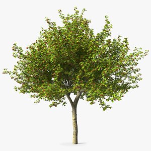 Cockspur Hawthorn with Berries model
