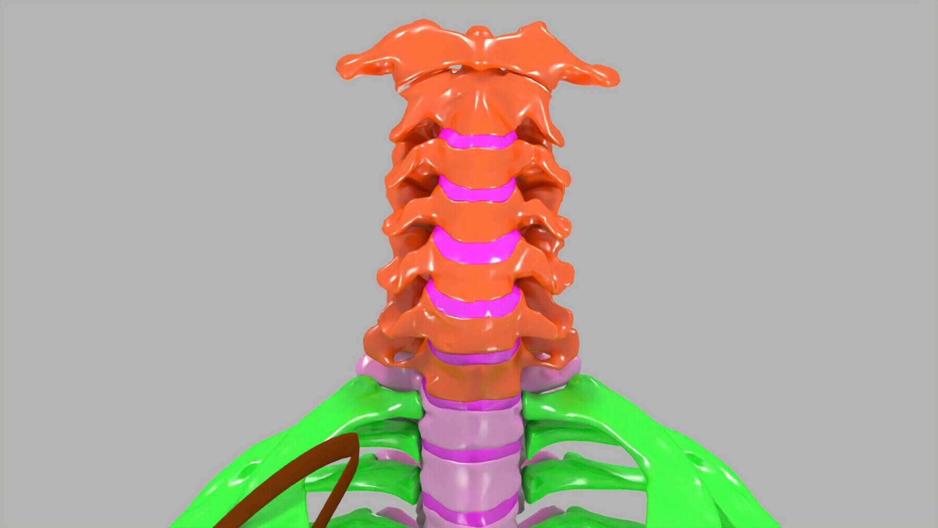 Ribs And Vertebrae Color Coded Animated 3D Model - TurboSquid 2177398