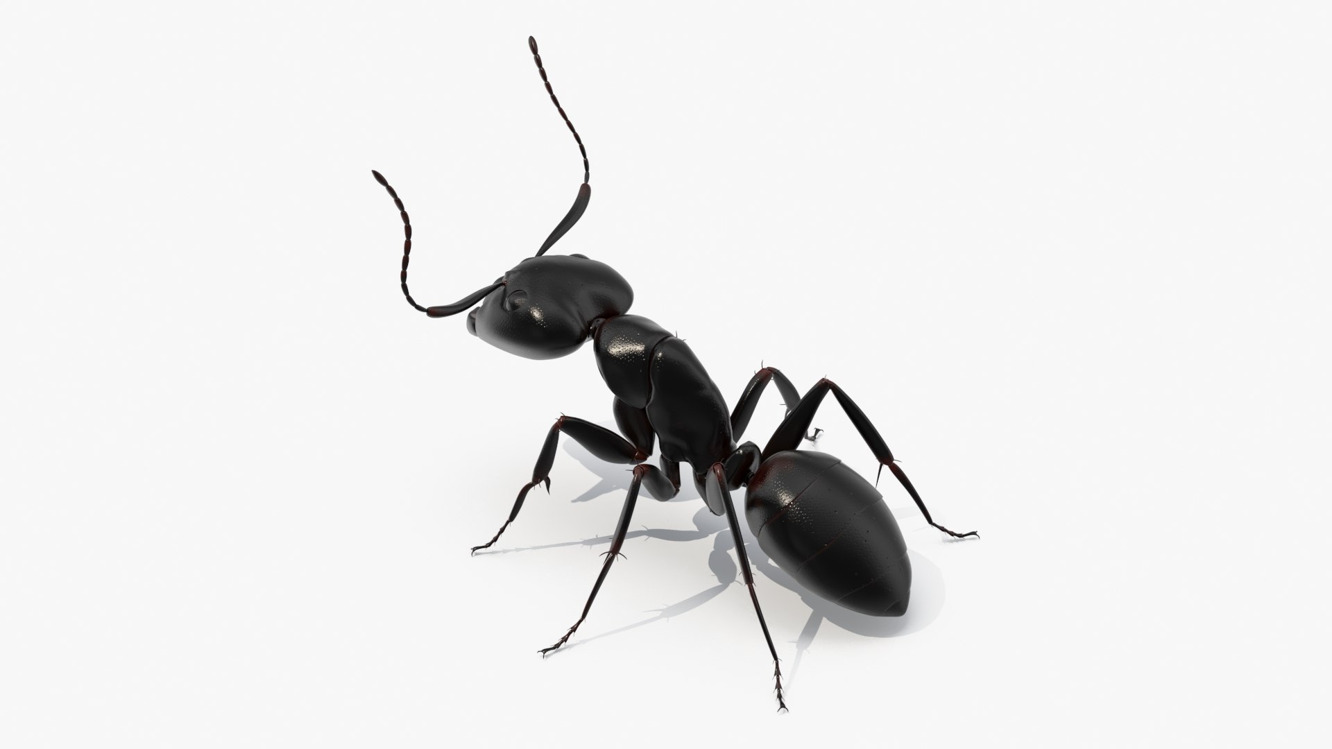 Realistic Black Ant Insect 3D model https://p.turbosquid.com/ts-thumb/1Z/vu0en3/3b/realistic_black_ant_insect_006/jpg/1738881006/1920x1080/fit_q87/e5e32eef0a054d75e94760f6f3f45685d3b95bc9/realistic_black_ant_insect_006.jpg