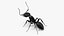 Realistic Black Ant Insect
