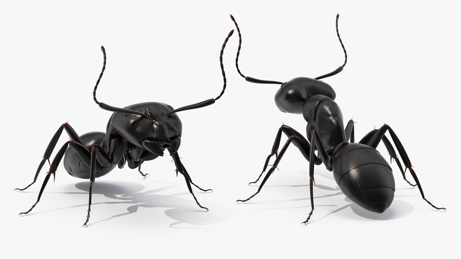 Realistic Black Ant Insect 3D model https://p.turbosquid.com/ts-thumb/1Z/vu0en3/GF/realistic_black_ant_insect_009/jpg/1738881020/1920x1080/fit_q87/38ed771a814bd7a851dc45121b1ef54226cce22e/realistic_black_ant_insect_009.jpg