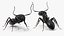 Realistic Black Ant Insect