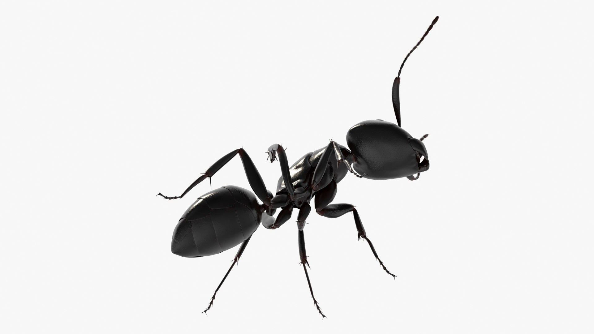 Realistic Black Ant Insect 3D model https://p.turbosquid.com/ts-thumb/1Z/vu0en3/Gm/realistic_black_ant_insect_008/jpg/1738881015/1920x1080/fit_q87/b49374e219628c6804fa08f6b5fc3c71ab462355/realistic_black_ant_insect_008.jpg