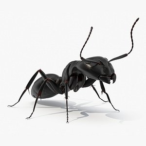 Realistic Black Ant Insect