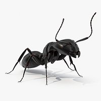 Realistic Black Ant Insect