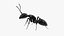 Realistic Black Ant Insect