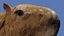 Capybara 3D model