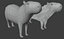 Capybara 3D model