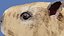 Capybara 3D model