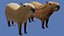 Capybara 3D model