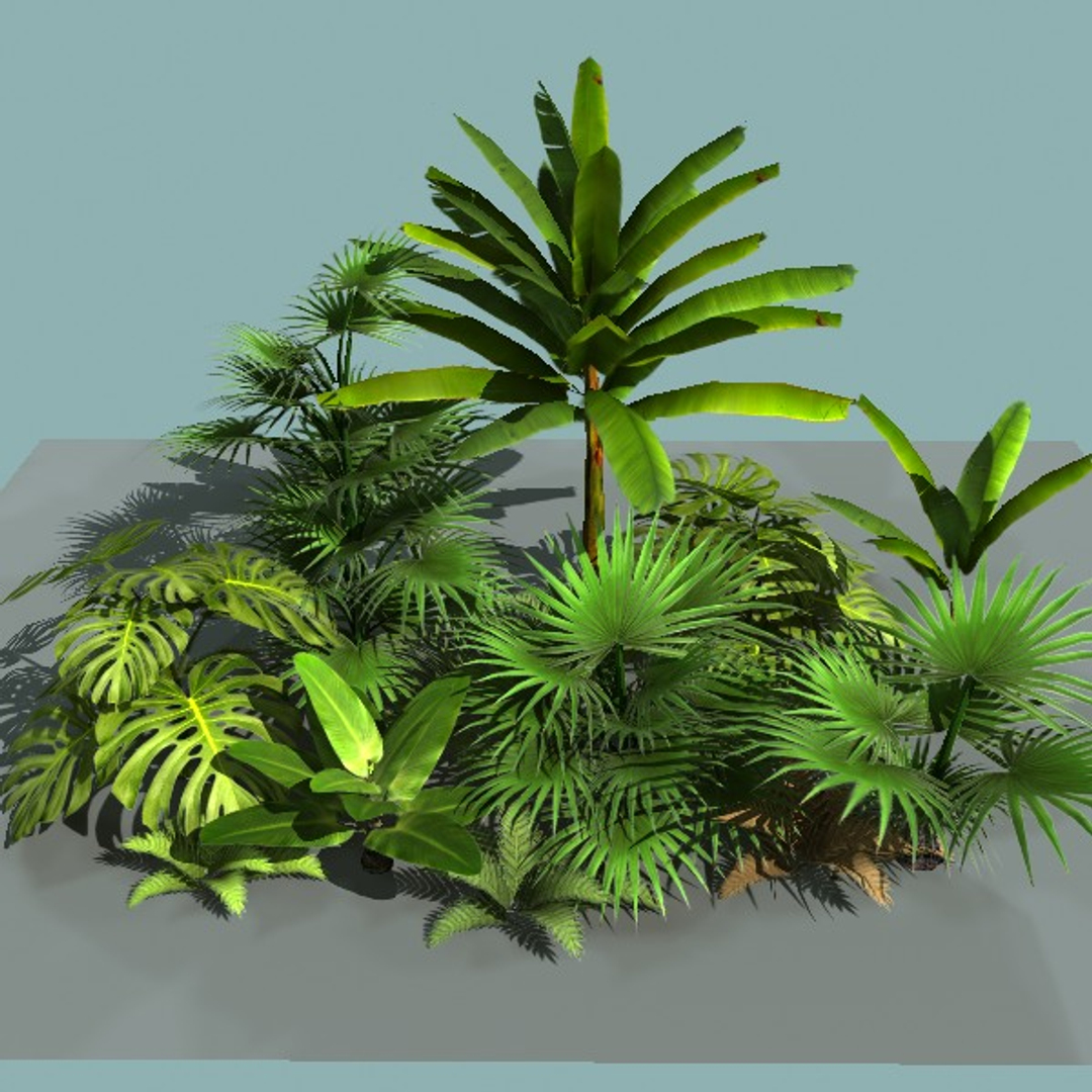 3d model tropical plants https://p.turbosquid.com/ts-thumb/1a/Ax9K0u/ZG9CFKMw/trop_turn/jpg/1292266605/1920x1080/turn_fit_q99/7d3e079db926522eb729f3e33b9c8576a552e623/trop_turn-1.jpg