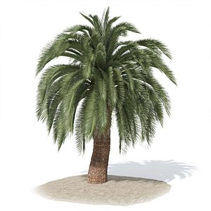 Macrosamia palm tree 3D model