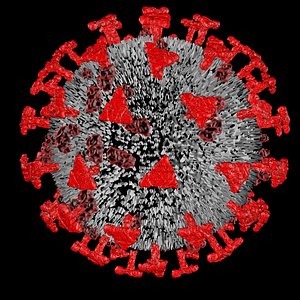 corona virus 3D model