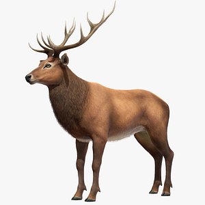 3D model Red Deer stag
