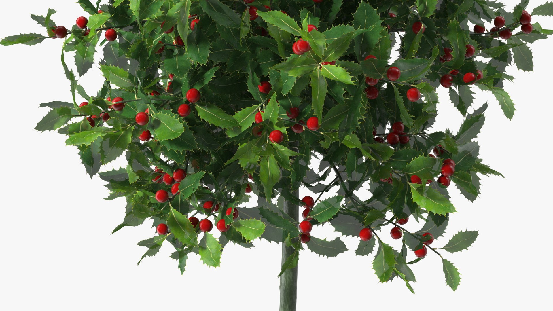 3D Holly Pot Plant Green with Fruits https://p.turbosquid.com/ts-thumb/1a/WroSd6/4L/hollypotplantgreenwithfruits3dsmodel009/jpg/1647621906/1920x1080/fit_q87/7ed16aebe54e4cf133426ed80a405553519cdda7/hollypotplantgreenwithfruits3dsmodel009.jpg