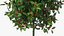 Holly Pot Plant Green with Fruits