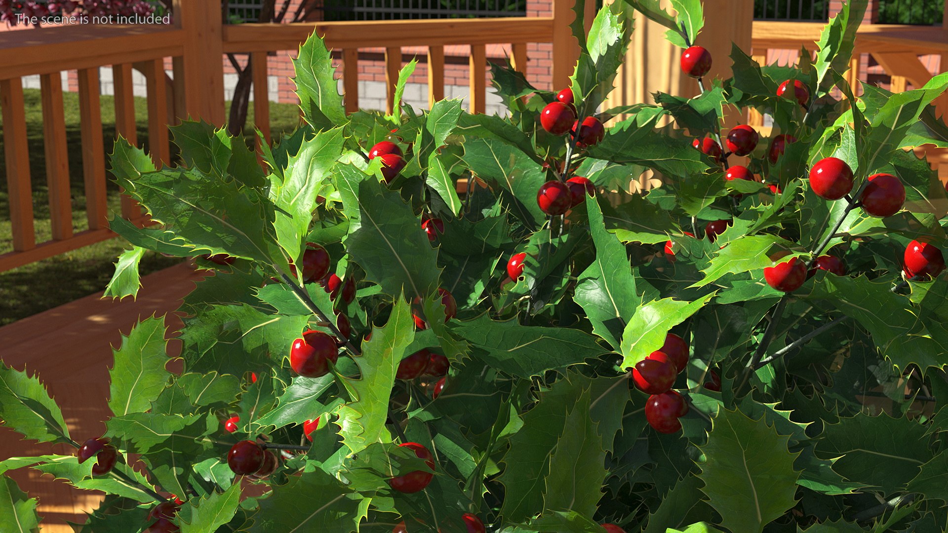 3D Holly Pot Plant Green with Fruits https://p.turbosquid.com/ts-thumb/1a/WroSd6/Ej/hollypotplantgreenwithfruits3dsmodel005/jpg/1647621893/1920x1080/fit_q87/b6b6629977f26f8e378ee613cc6e7cf693dd2850/hollypotplantgreenwithfruits3dsmodel005.jpg