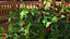 Holly Pot Plant Green with Fruits
