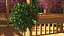 Holly Pot Plant Green with Fruits