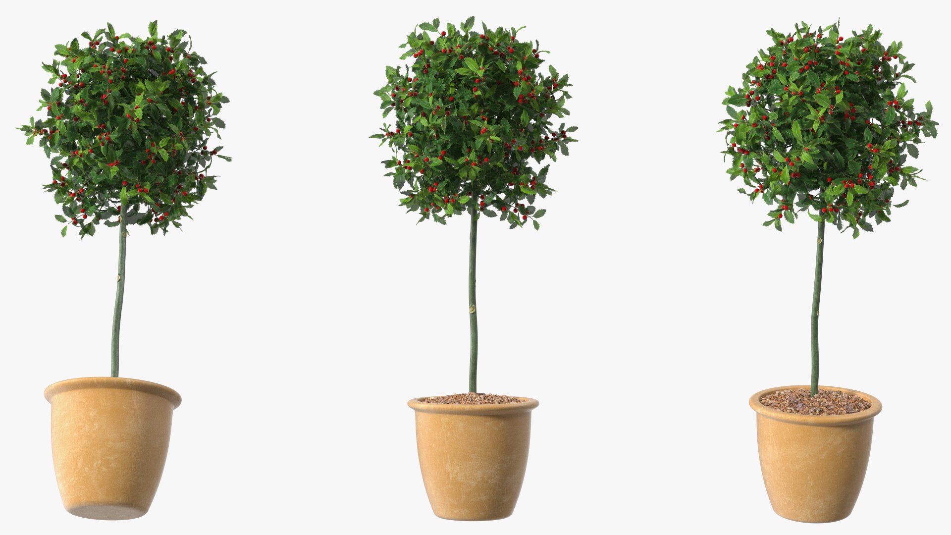 3D Holly Pot Plant Green with Fruits https://p.turbosquid.com/ts-thumb/1a/WroSd6/Yy/hollypotplantgreenwithfruits3dsmodel007/jpg/1647621899/1920x1080/fit_q87/a4bfd6ccf70c32167dbd7e2920641264371eb426/hollypotplantgreenwithfruits3dsmodel007.jpg