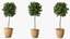 Holly Pot Plant Green with Fruits