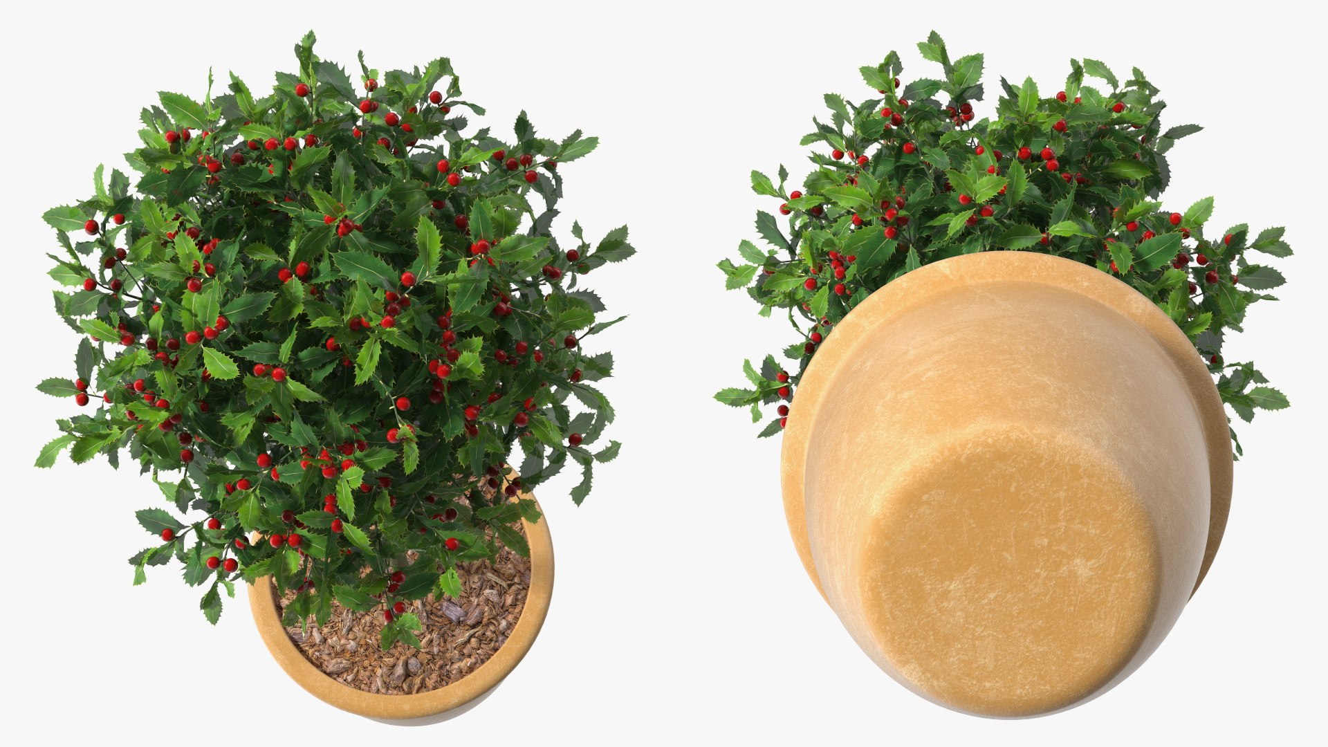 3D Holly Pot Plant Green with Fruits https://p.turbosquid.com/ts-thumb/1a/WroSd6/cp/hollypotplantgreenwithfruits3dsmodel008/jpg/1647621903/1920x1080/fit_q87/f87b0d3e41c94c790337af8f9c1fc1ebe333266e/hollypotplantgreenwithfruits3dsmodel008.jpg