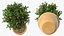 Holly Pot Plant Green with Fruits