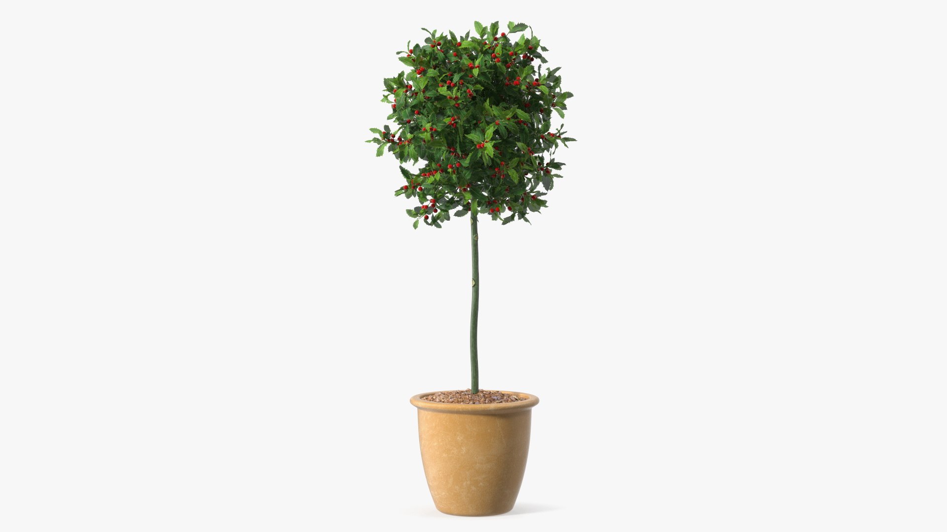 Holly Pot Plant Green with Fruits 3D model preview