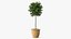 Holly Pot Plant Green with Fruits