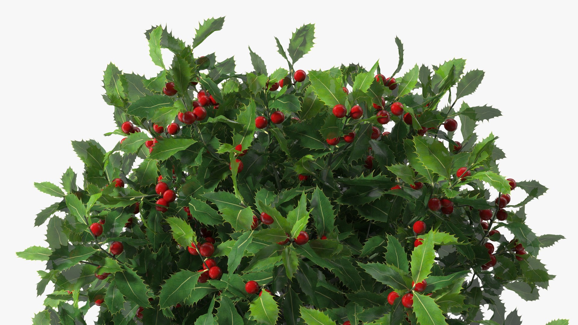3D Holly Pot Plant Green with Fruits https://p.turbosquid.com/ts-thumb/1a/WroSd6/yv/hollypotplantgreenwithfruits3dsmodel010/jpg/1647621910/1920x1080/fit_q87/ca47ff22cddd7017b956134e6f1b2625c0e86cce/hollypotplantgreenwithfruits3dsmodel010.jpg