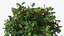 Holly Pot Plant Green with Fruits