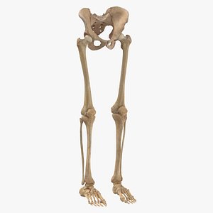 human legs pelvis bones anatomy 3D model