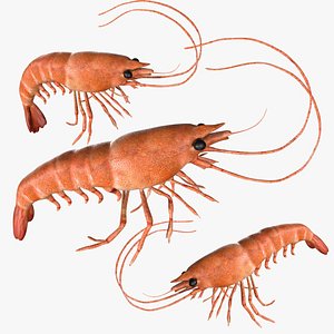 Rigged Shrimp