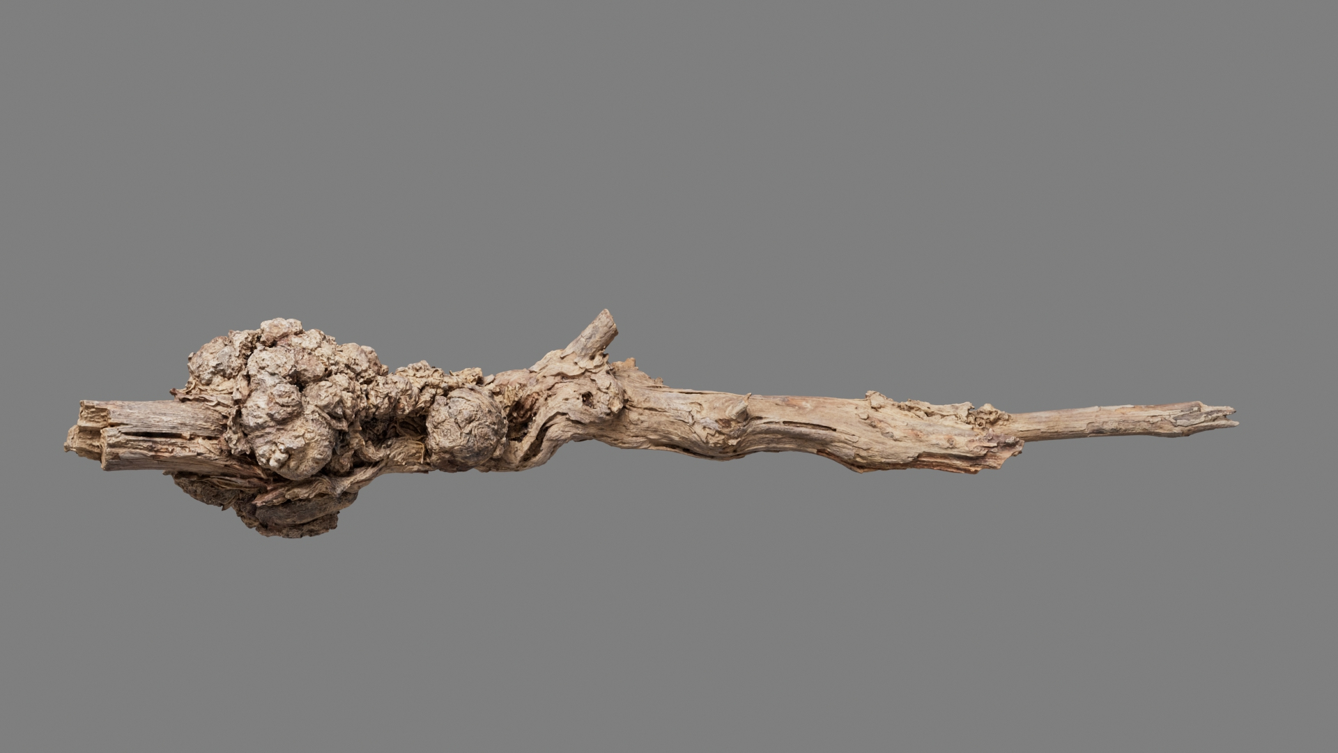 Grapevine Bark Collection 3D model https://p.turbosquid.com/ts-thumb/1a/mEbMCr/al/grapevine08/jpg/1669361997/1920x1080/turn_fit_q99/2a6e6912cddaefbaeb0200bd626df6f5ff3fb292/grapevine08-1.jpg