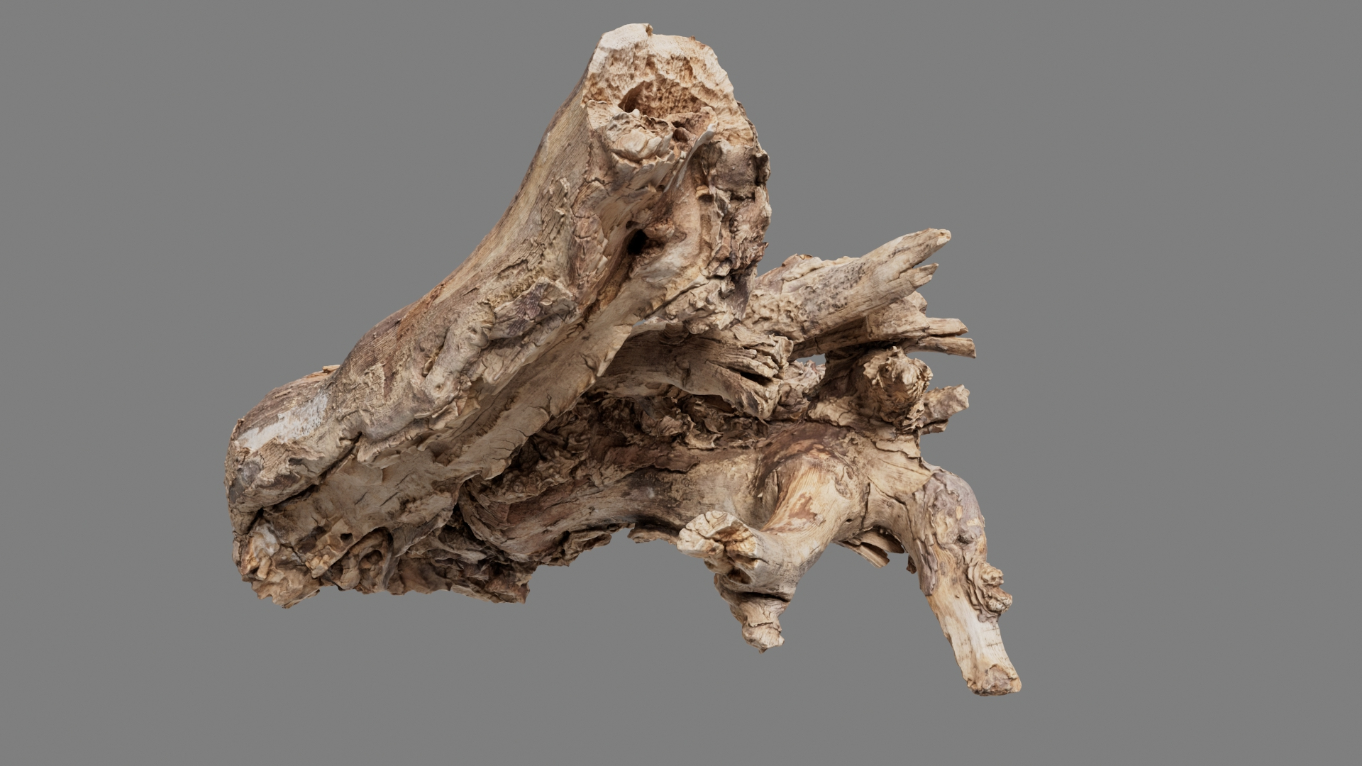 Grapevine Bark Collection 3D model https://p.turbosquid.com/ts-thumb/1a/mEbMCr/c0/grap11/jpg/1669363779/1920x1080/turn_fit_q99/e16dbcf87e1daa37e09d29c20e45f8d3e0d4b2ce/grap11-1.jpg