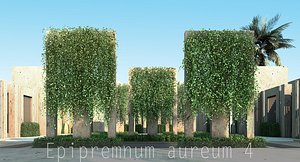 Epipremnum aureum 4