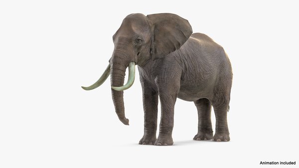 3D elephant agressive animal fur - TurboSquid 1451493