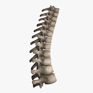 3D Thoracic Spine