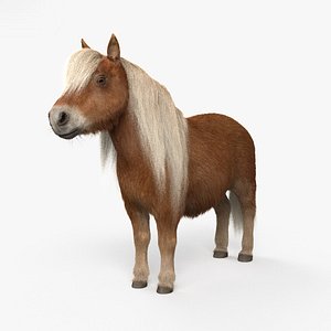 3D shetland pony