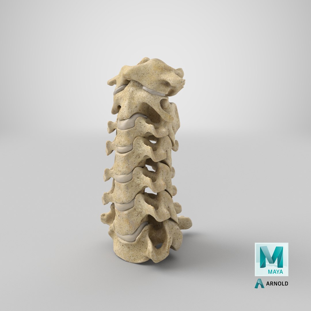 Real human neck cervical model - TurboSquid 1640320