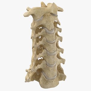 Real Human Neck Cervical Vertebrae C1 to C7 Bones With Intervertibral Disks 01